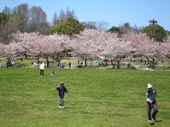 花見の頃の春日公園